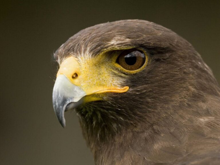 Harris' Hawk (Parabuteo unicinctus), Switzerland